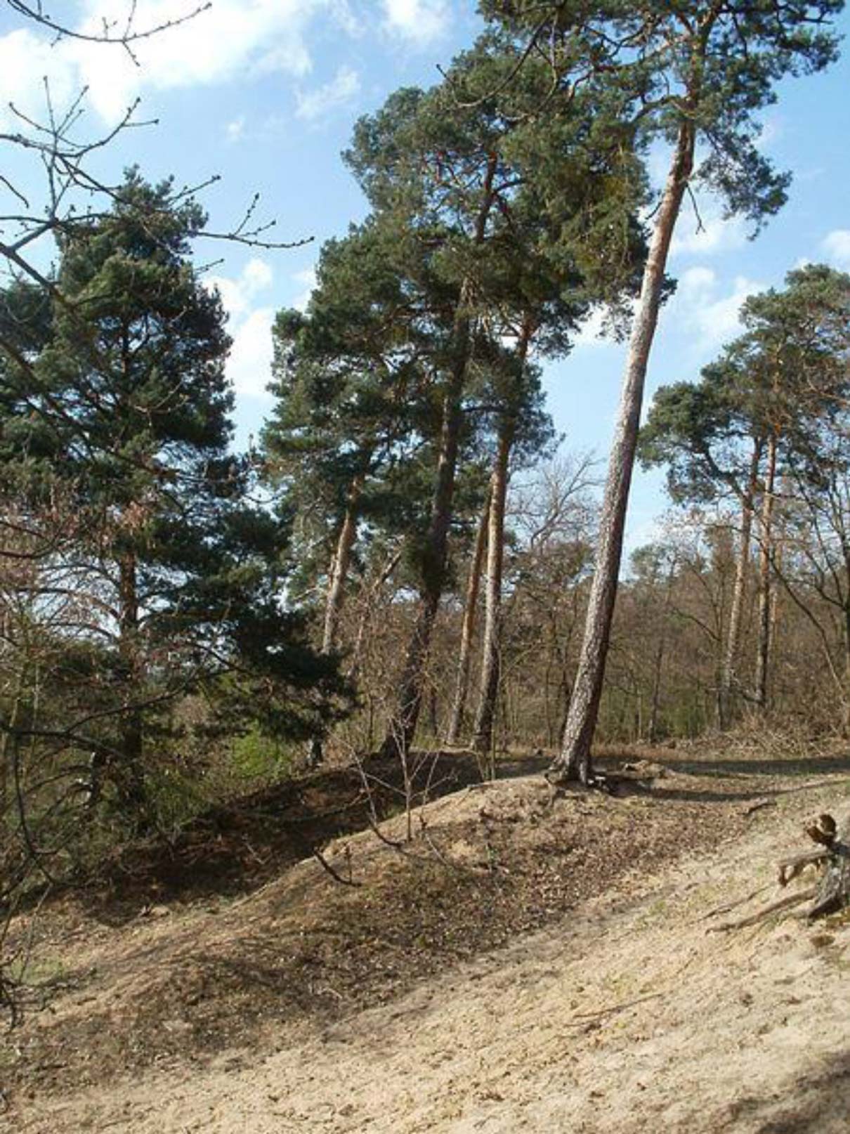 Rheinauer Wald