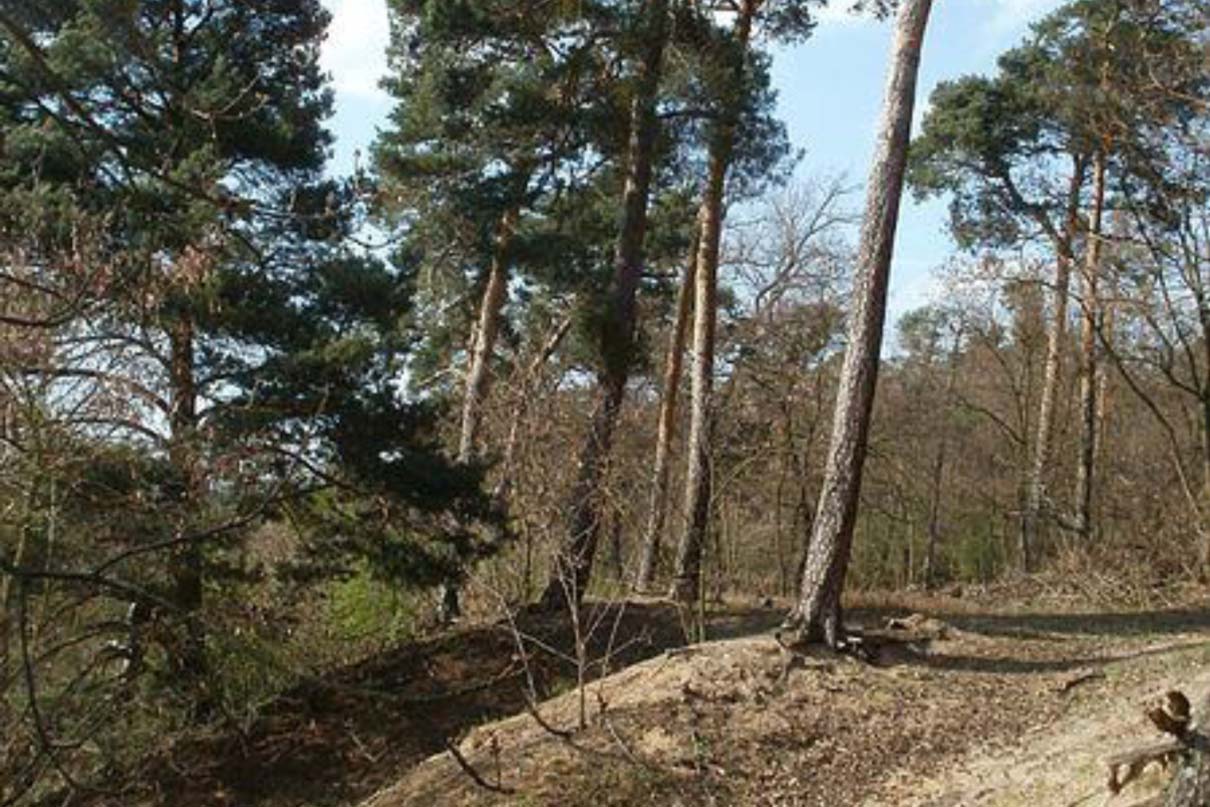 Rheinauer Dossenwald