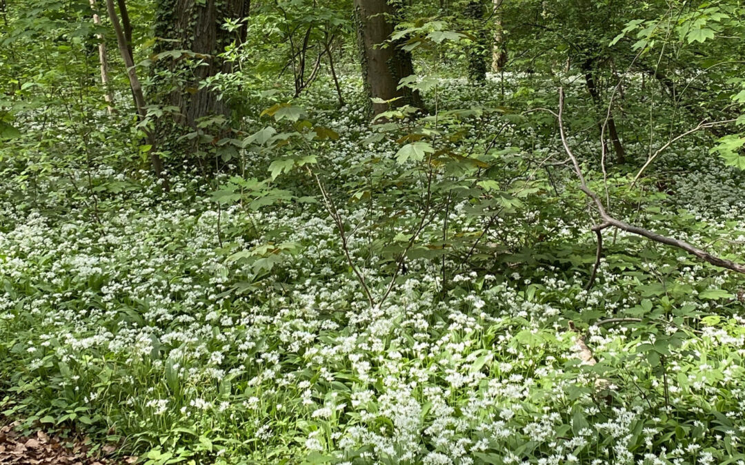 Naturkundlicher Frühlingsspaziergang im Waldpark zur Blütezeit der Geophyten
