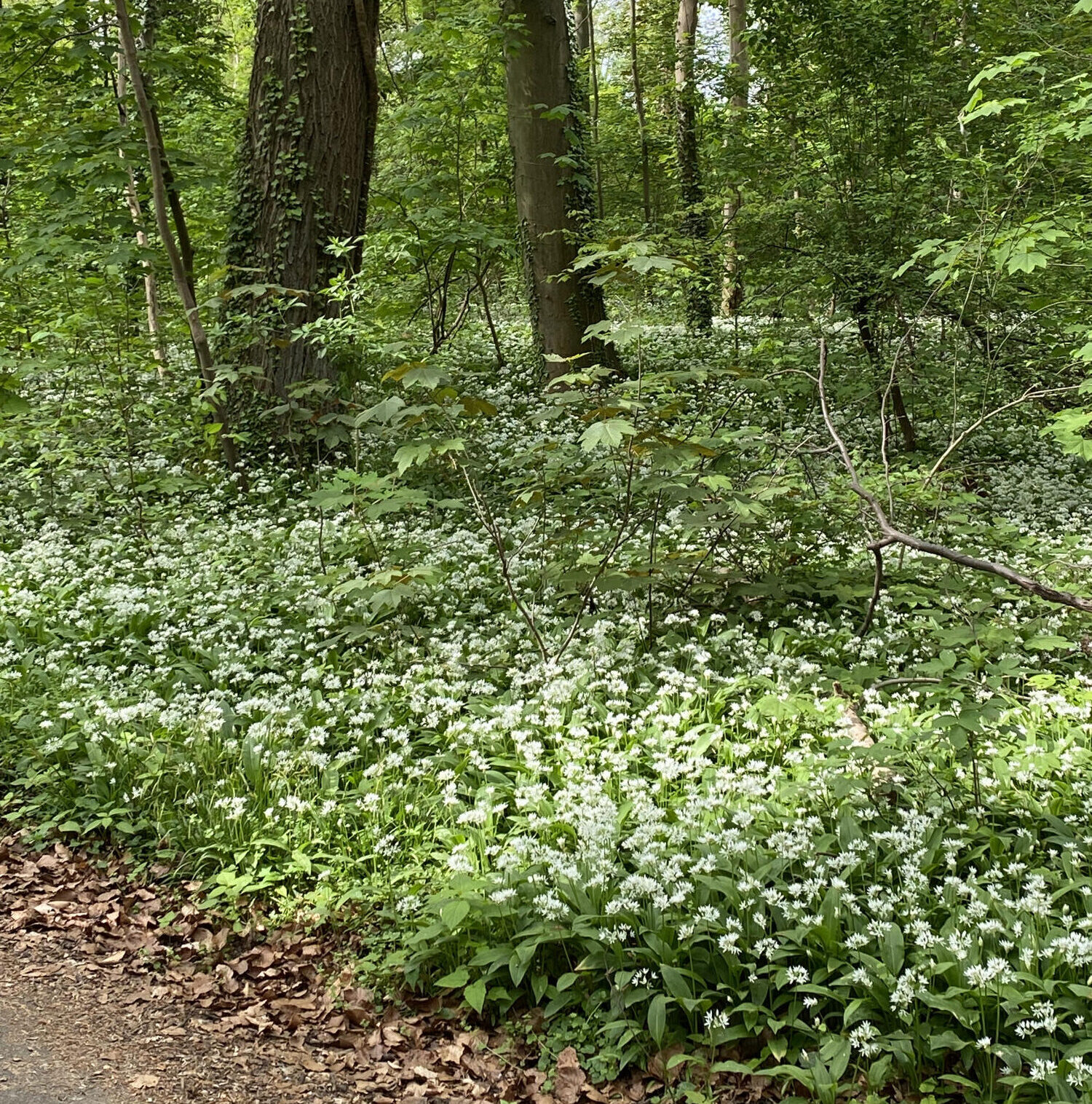 Naturkundlicher Frühlingsspaziergang im Waldpark zur Blütezeit der Geophyten