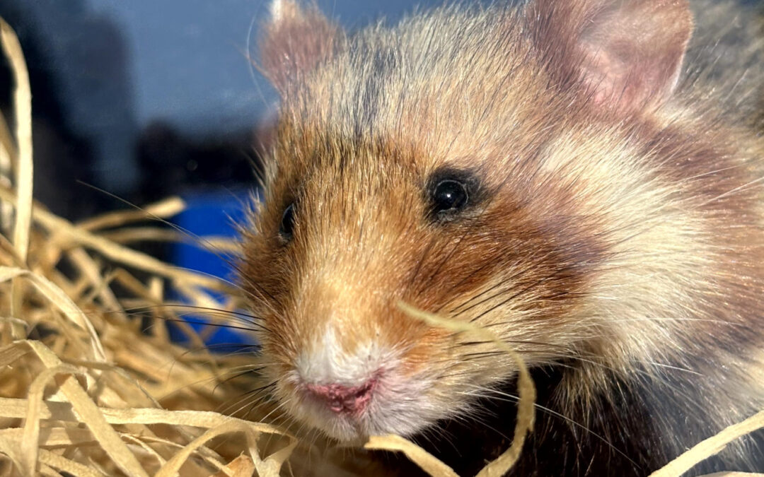 Exkursion zu den Feldhamstern in Straßenheim