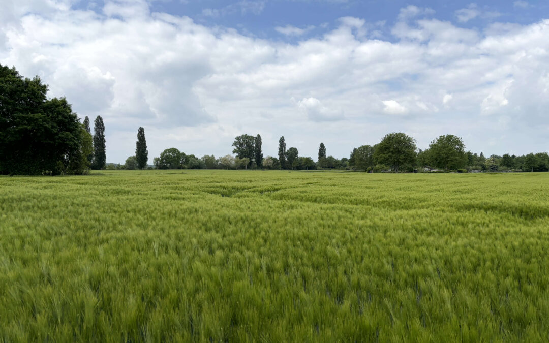 Wildkräuter für den Küchentisch – Spaziergang im Blumenauer Bruch