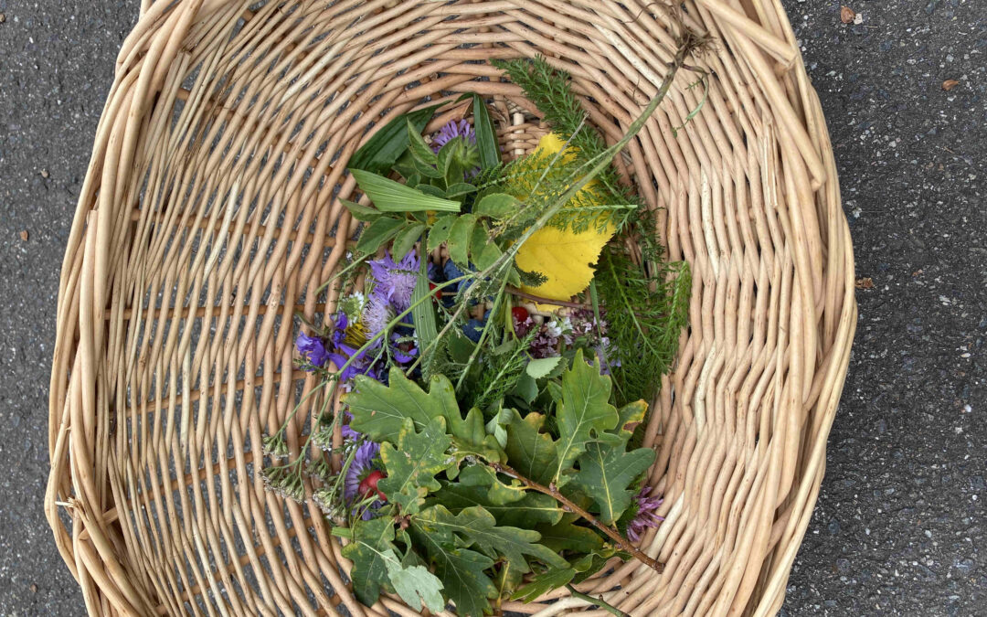 Kräuterführung für Groß und Klein – Wildpflanzen und Früchte im Herbst