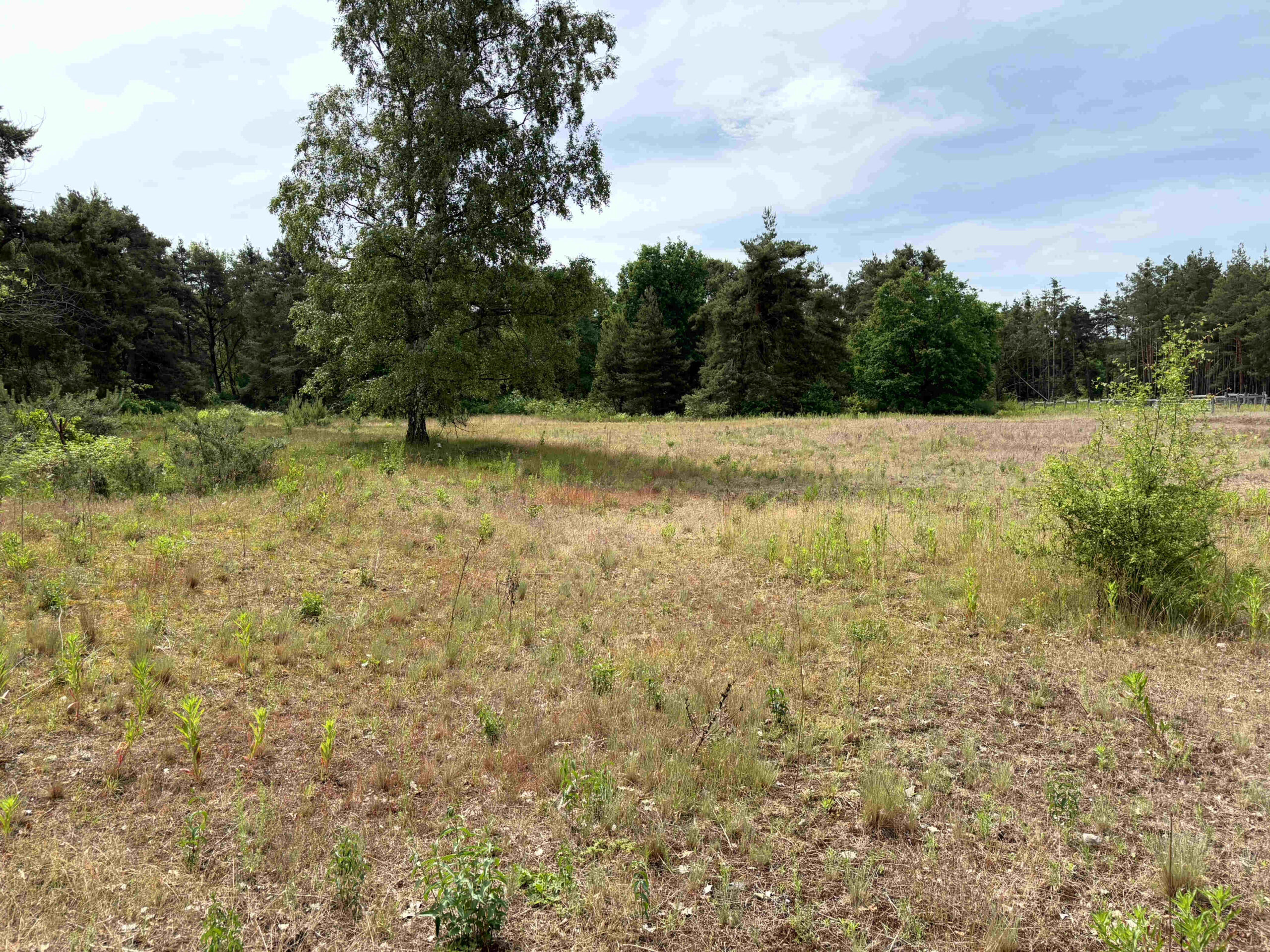 Naturkundlicher Spaziergang zum Naturschutzgebiet Hirschacker