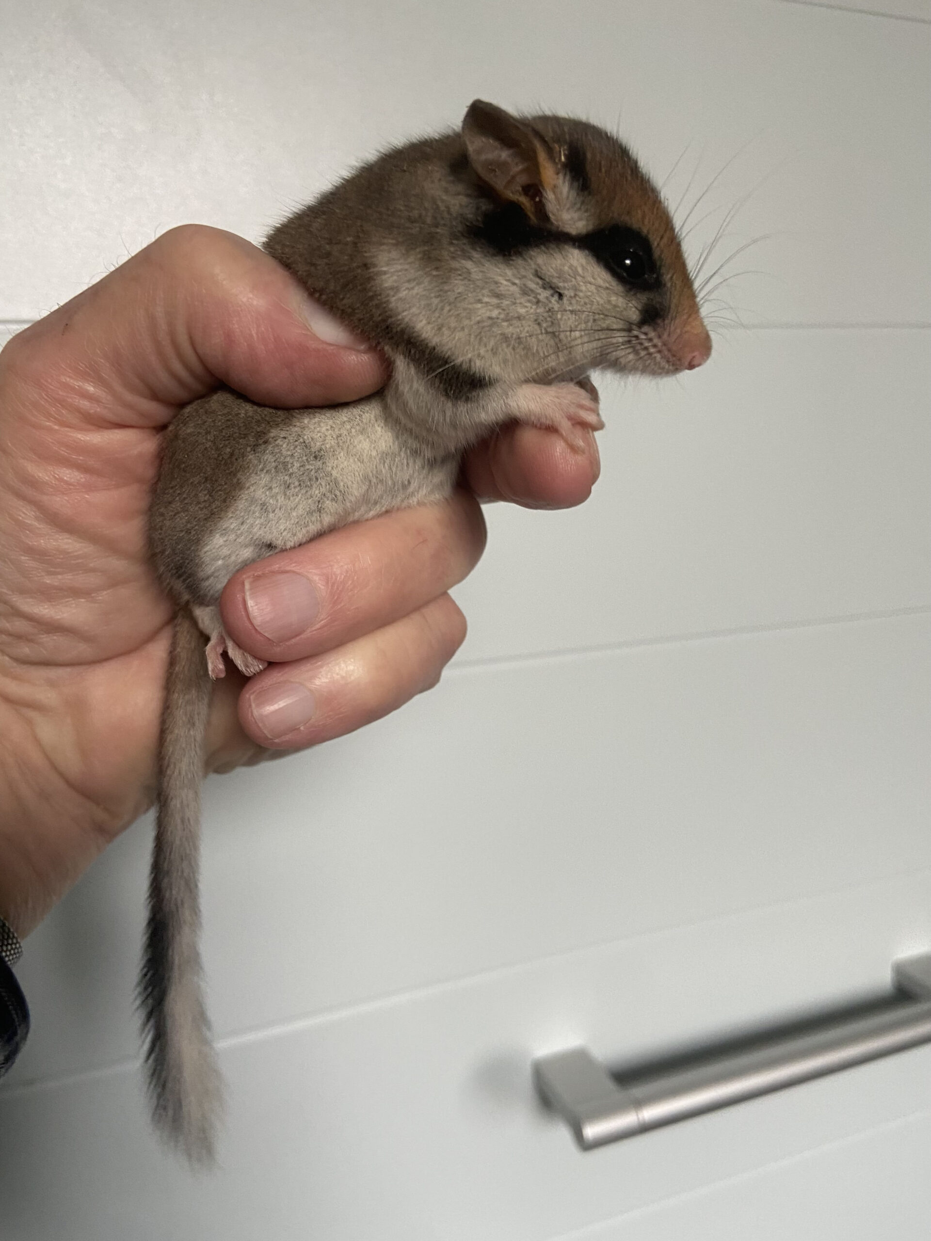 2026-Gartenschlaefer-Bild-Dr.Rietschel