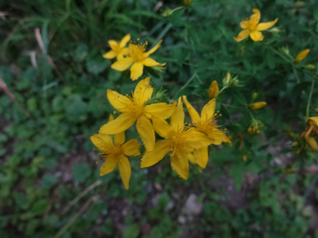 2026-Hypericum perforatum-echtes-Johanniskraut-Bild-Markus-Schrade