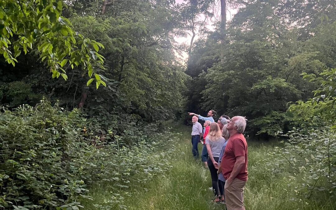 Birding – Vogelbeobachtung im Rheinauer Wald am 26.05.2026